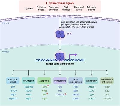 The function of p53 and its role in Alzheimer’s and Parkinson’s disease compared to age-related macular degeneration